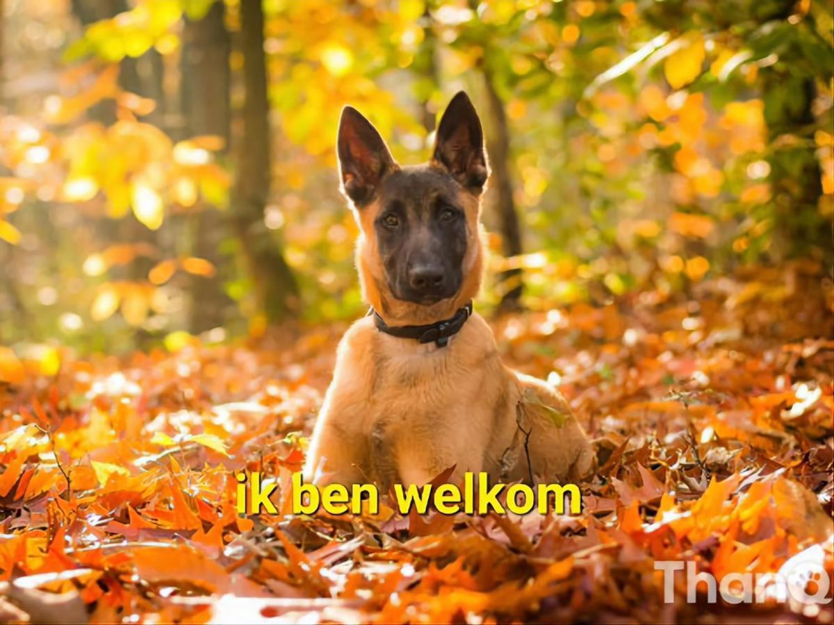 Leuk Chalet Te Huur In Putten, Honden Van Harte Welkom, Alleen Voor Recreatie别墅 外观 照片